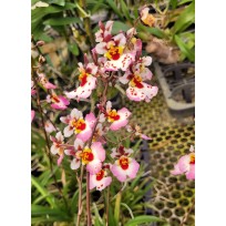 Tolumnia Jairak Pink - AD