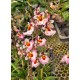 Tolumnia Jairak Pink - AD