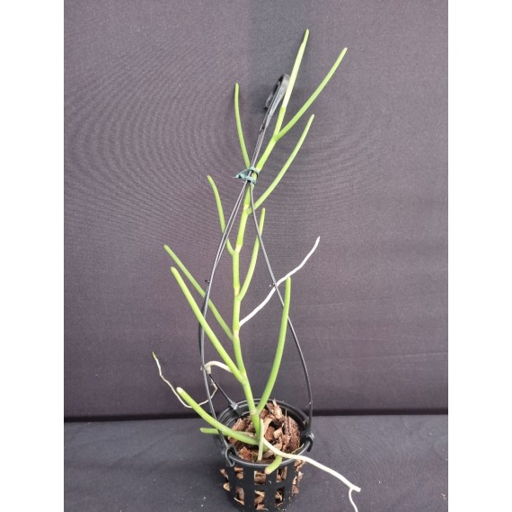 Vanda Teres - AD