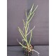 Vanda Teres - AD