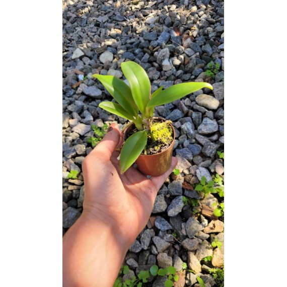Cattleya Warnerii Alba - Seedling