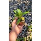 Cattleya Warnerii Alba - Seedling