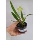 Cattleya Máxima Alba - T3