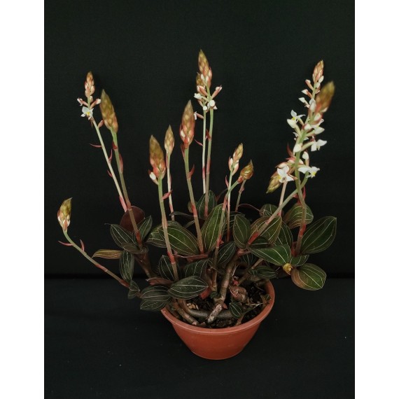 Touceirinha Ludisia Discolor (Orquídea Pipoca)