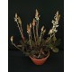 Touceirinha Ludisia Discolor (Orquídea Pipoca)