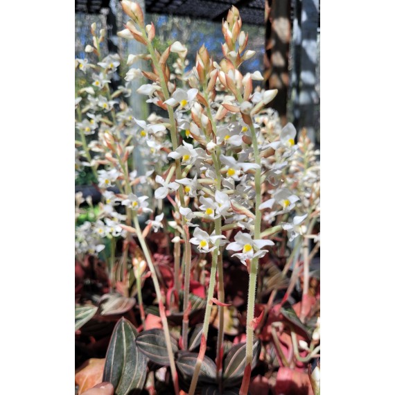 Touceirinha Ludisia Discolor (Orquídea Pipoca)