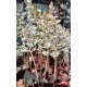Touceirinha Ludisia Discolor (Orquídea Pipoca)