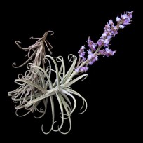 Tilandsia Duratii - mudinha