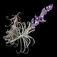 Tilandsia Duratii - Muda