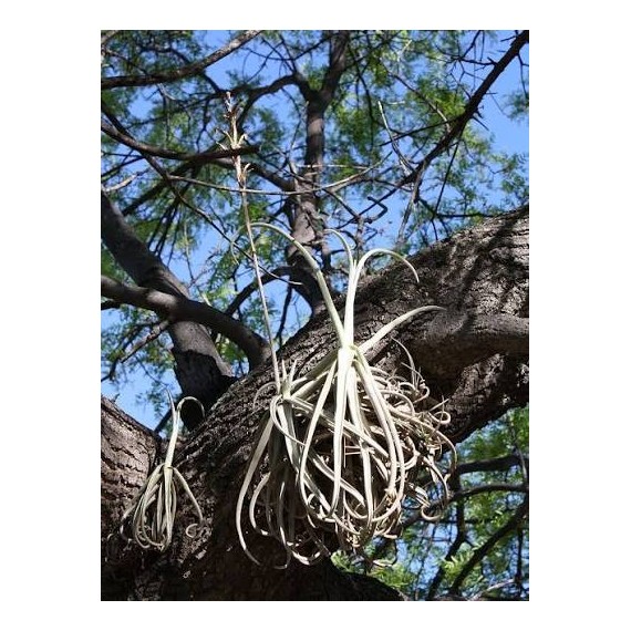 Tilandsia Duratii - Muda