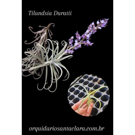 Tilandsia Duratii - Muda