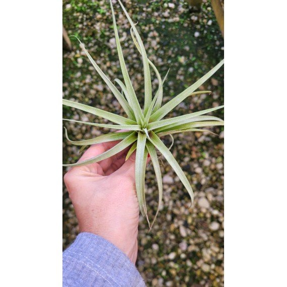 Tilandsia Cacticola - AD