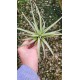 Tilandsia Cacticola - AD