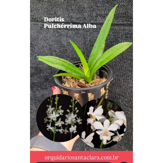 Doritis Pulcherrima var. Alba (AD) Na Jangada