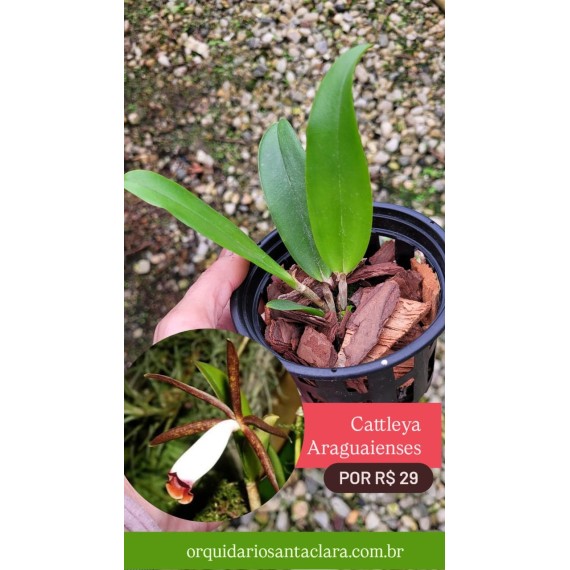 Cattleya Araguaiensis - Muda