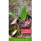 Cattleya Araguaiensis - Muda