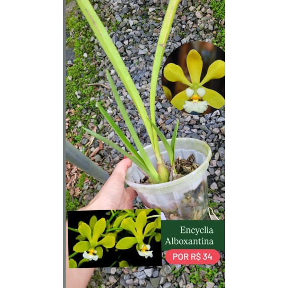 Encyclia Alboxantina - SALDÃO