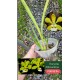 Encyclia Alboxantina - SALDÃO