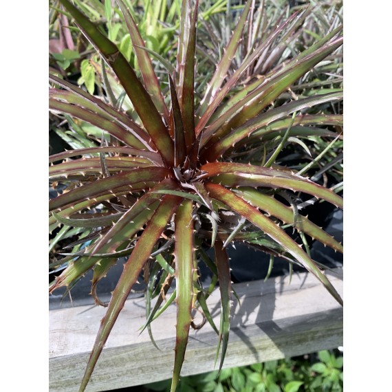 Dyckia Grape Jelly