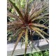 Dyckia Grape Jelly