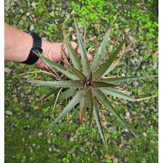 Dyckia Grape Jelly