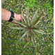 Dyckia Grape Jelly