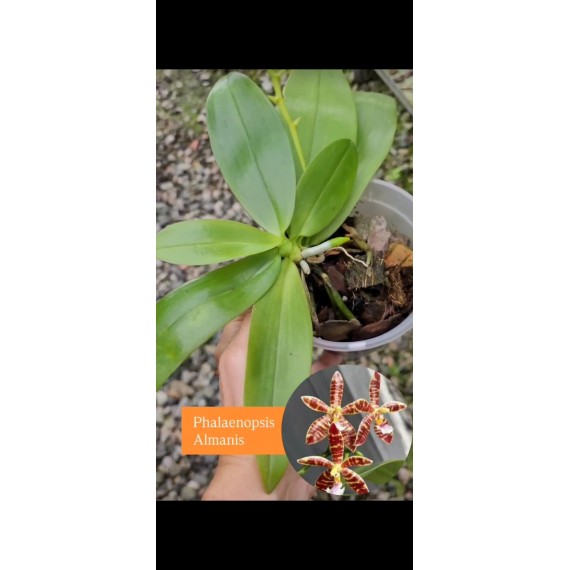 Phalaenopsis Almanis - AD