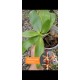 Phalaenopsis Almanis - AD