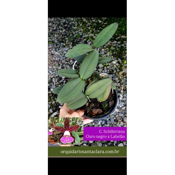 Cattleya Schilleriana Ouro Negro x Labelão - AD