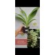 Clowesia Russeliana - AD