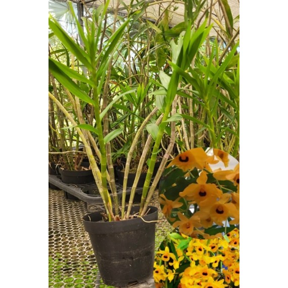 Dendrobium Fimbriatum - AD
