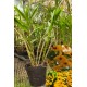 Dendrobium Fimbriatum - AD