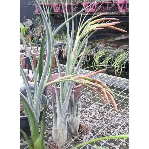 Tilandsia Hawaiian Medusa - AD