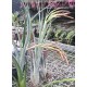 Tilandsia Hawaiian Medusa - AD