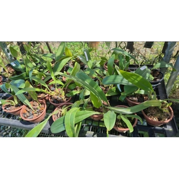 Bulbophyllum Jersey - AD