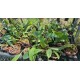 Bulbophyllum Jersey - AD