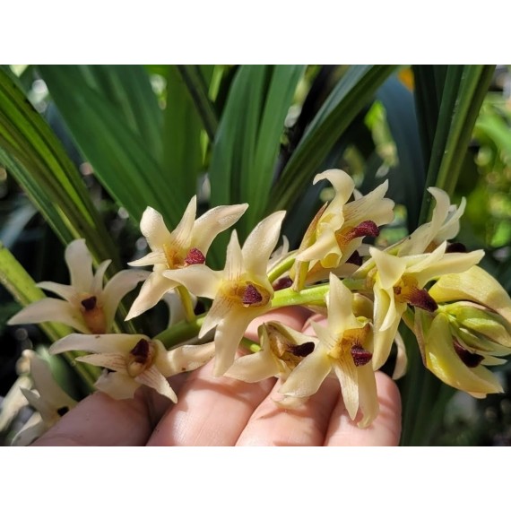 Xylobium Variegatum - AD