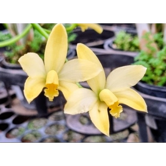 Laelia Briegeri - AD