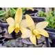 Laelia Briegeri - AD