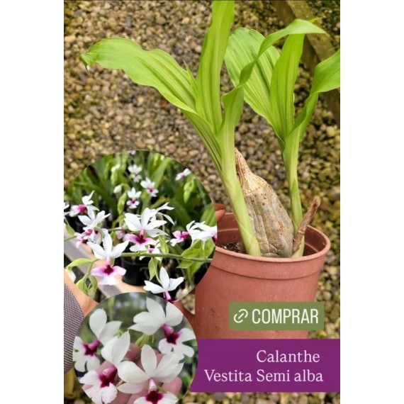 Calanthe Vestita Semi Alba - AD