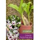 Calanthe Vestita Semi Alba - AD