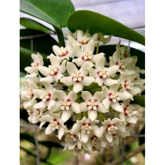 Hoya Australis (Perfumada)