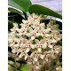 Hoya Australis (Perfumada)