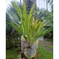 Platycerium Regina