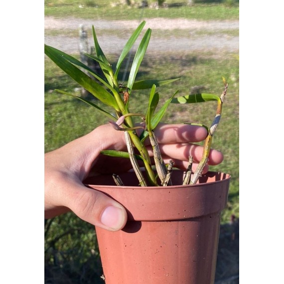Dimerandra Emarginata Tipo - AD