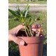 Dimerandra Emarginata Tipo - AD
