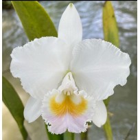 Cattleya Chocoensis Albescens (quadricolor) - AD