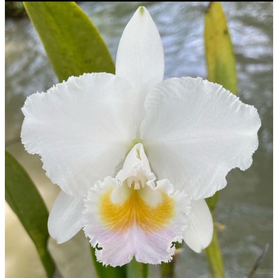 Cattleya Chocoensis Albescens (quadricolor) - AD