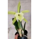 Brassavola Glauca - NBS