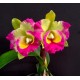 Rlc. STK Fancy - AD